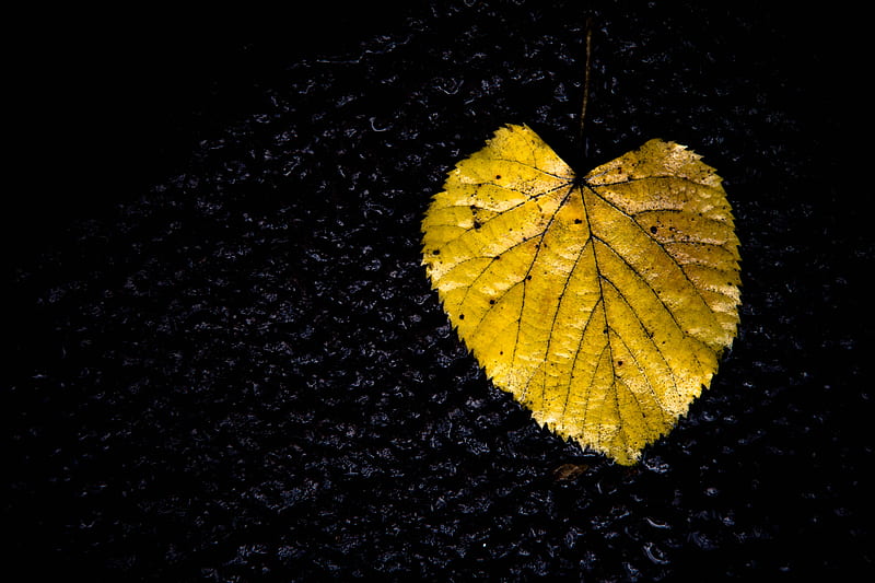 leaf, yellow, texture, dark, HD wallpaper