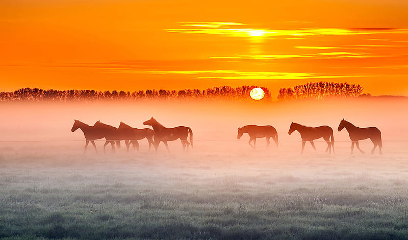Horses Sunset , horses, horse, animals, HD wallpaper
