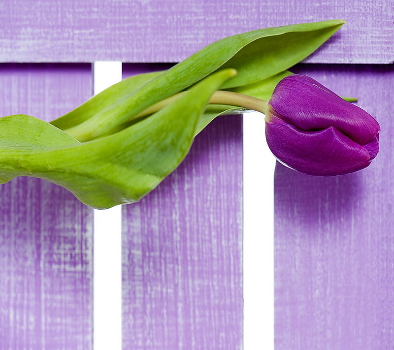 Purple Tulip, purple, spring, tulips, HD wallpaper