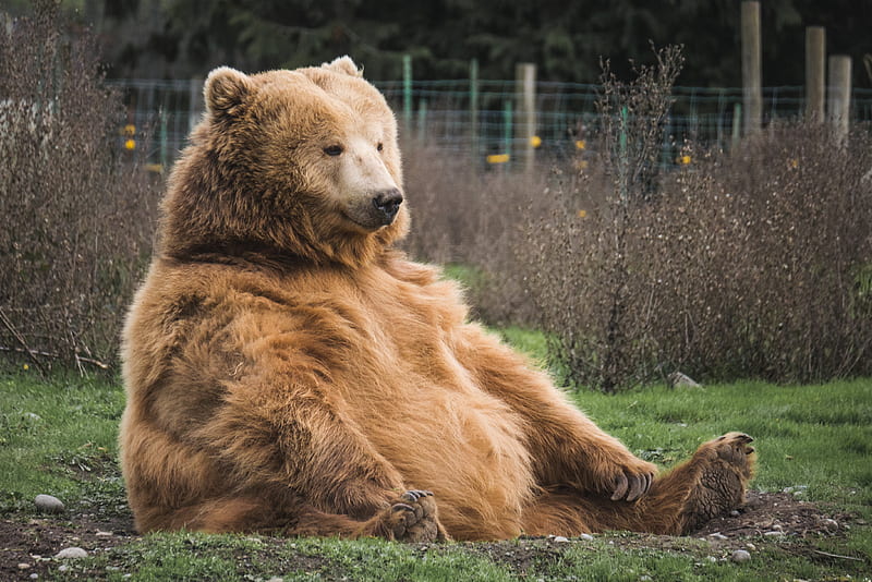 brown bear sitting on grass field, HD wallpaper
