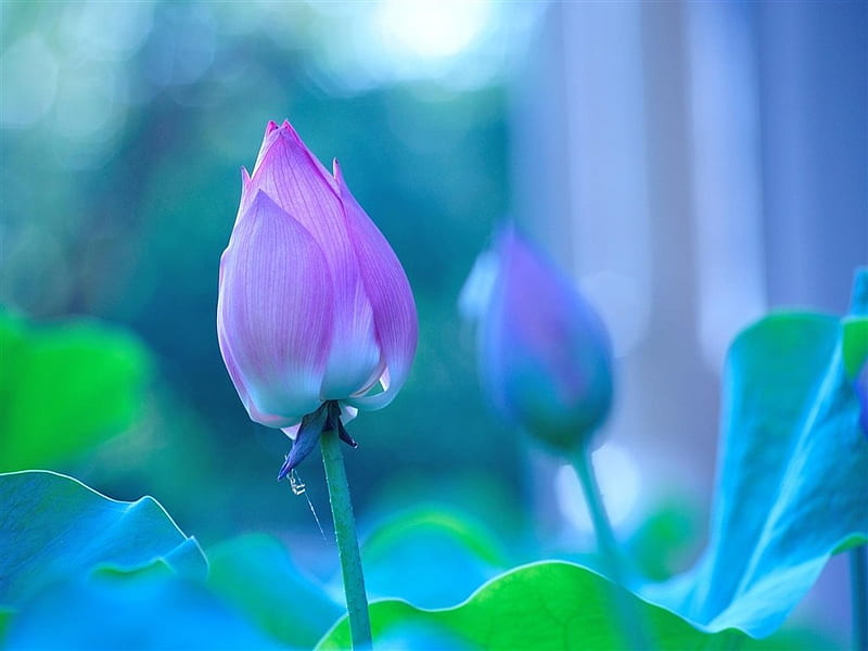 Lotus, Pink, Flower, Bud, HD wallpaper