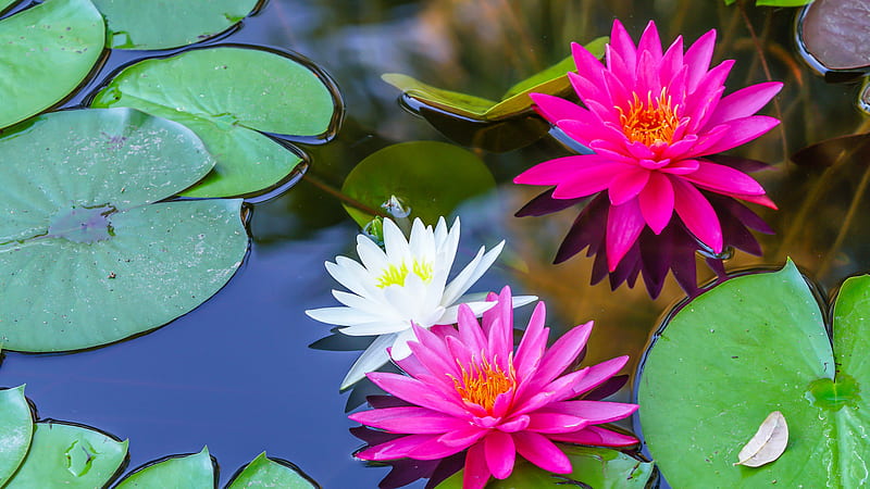 Pink White Water Lily Flowers With Green Leaves Flowers, HD wallpaper