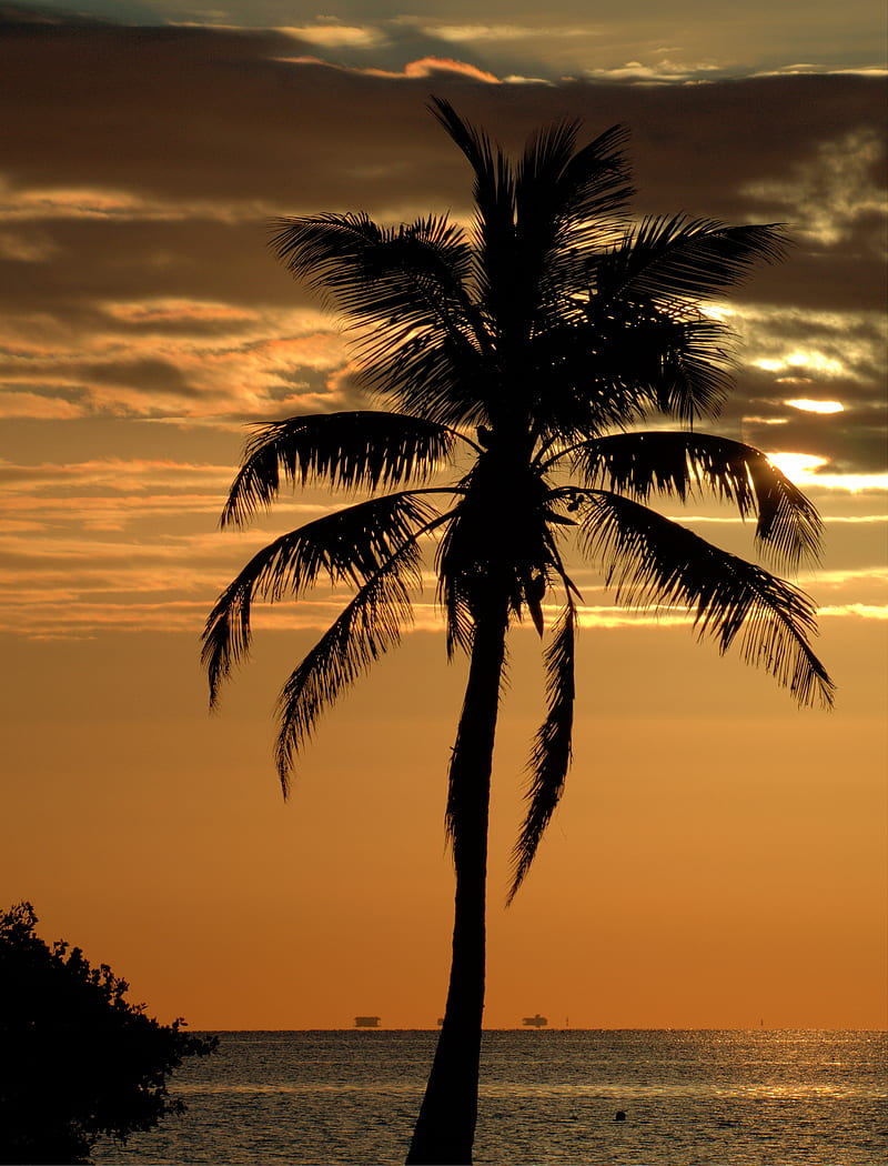 palm, tree, sunset, horizon, HD phone wallpaper