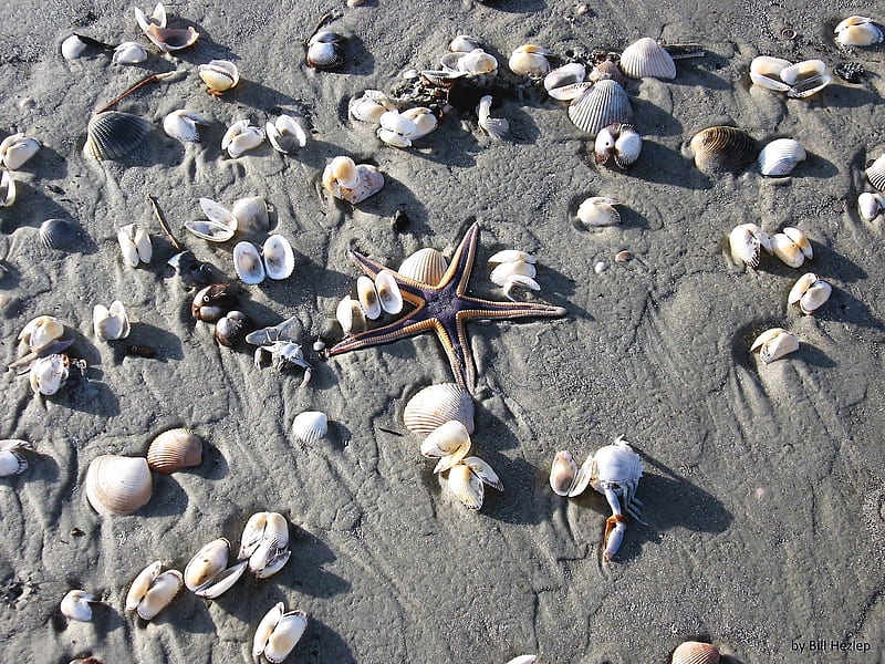 Swash Zone, beach, Shells, Georgia, Cumberland Island, HD wallpaper