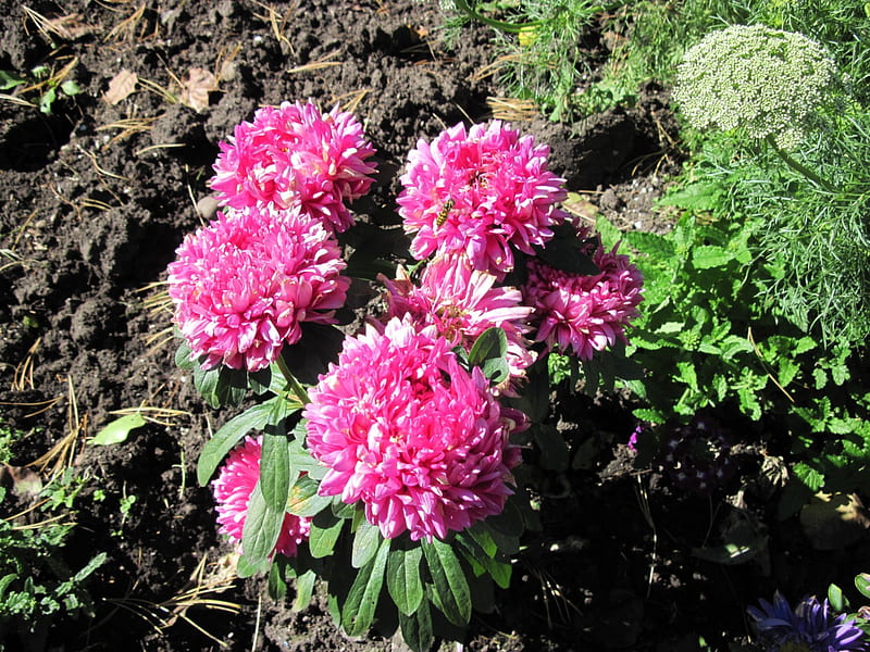 A remarkable day at Edmonton garden 24, graphy, green, brown, Dahlia, garden, Flowers, soil, pink, HD wallpaper