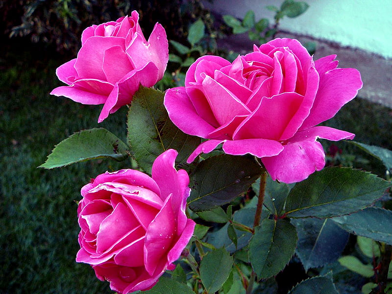 Pink-Roses rose, bonito, roses, flower, flowers, garden, nature, flowerbed, pink, photgraphy, HD wallpaper