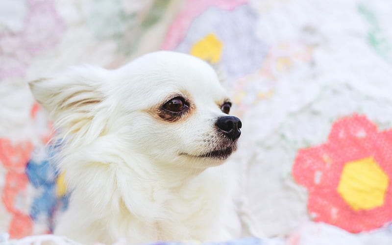white chihuahua, cute animals, close-up, dogs, chihuahua, white dog, pets, Chihuahua Dog, HD wallpaper