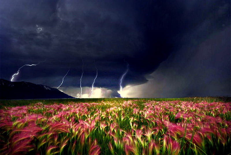 Moving Closer, flowers, rain, clouds, storm, tornado, field, HD wallpaper