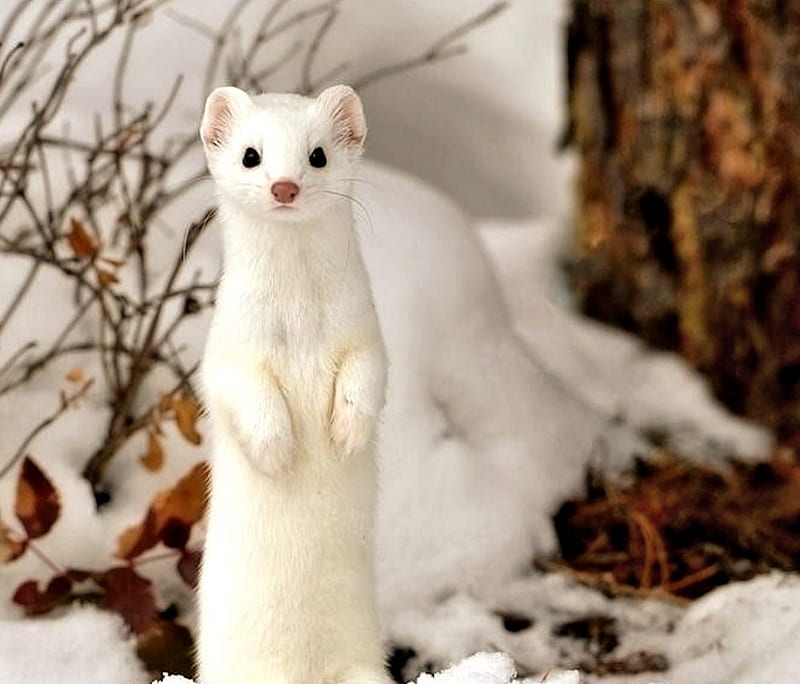 Cute Snow Ferret, cute, Snow, Winter, Ferret, HD wallpaper