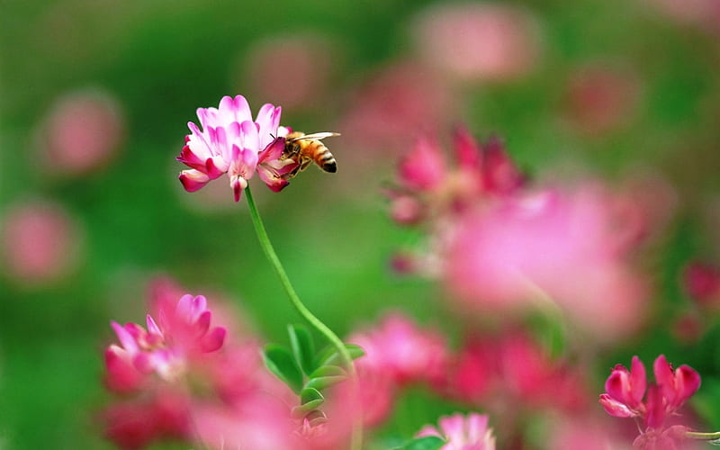 The Busy Bee, bee, flowers, nature, nice, HD wallpaper