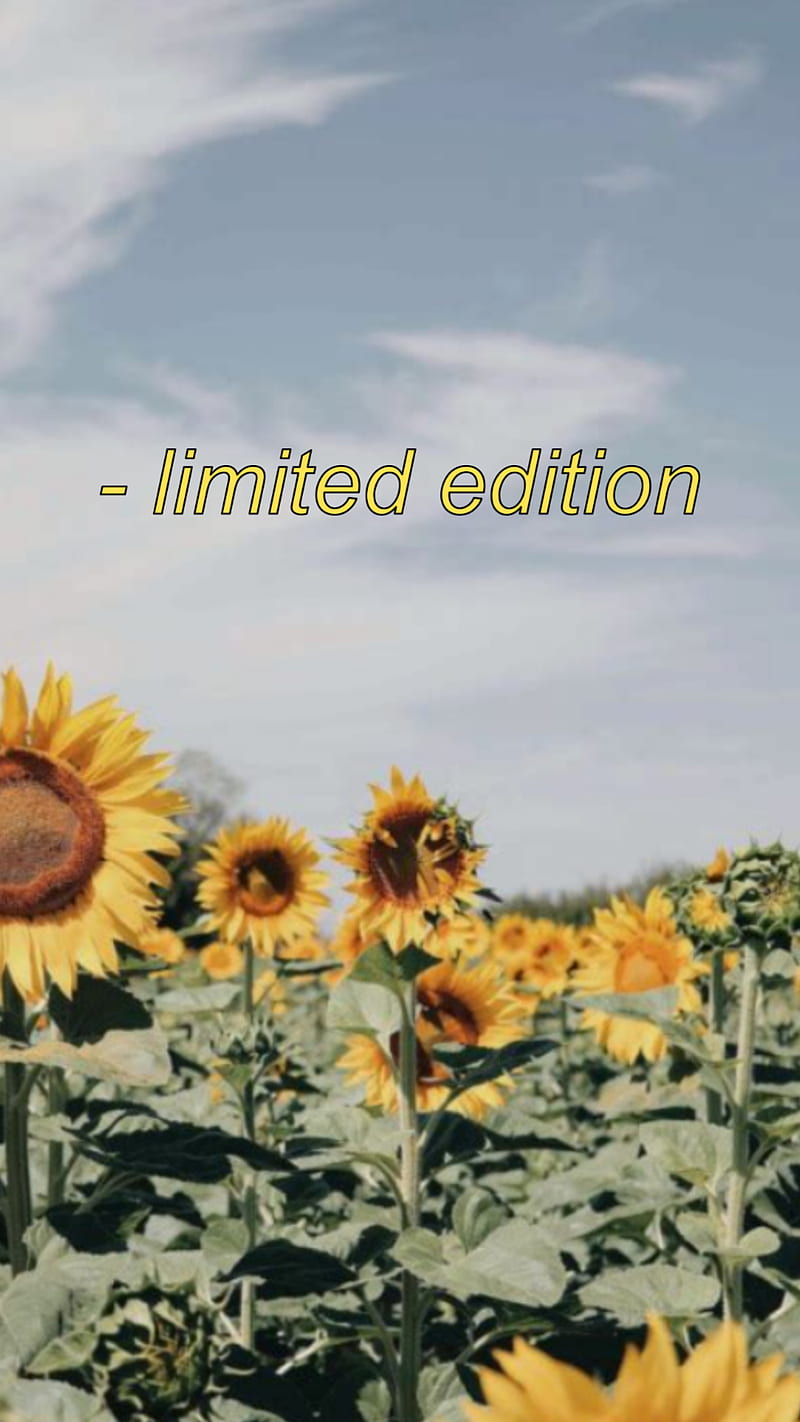 1920x1080px, 1080P free download | Sunflower, aesthetic, country ...