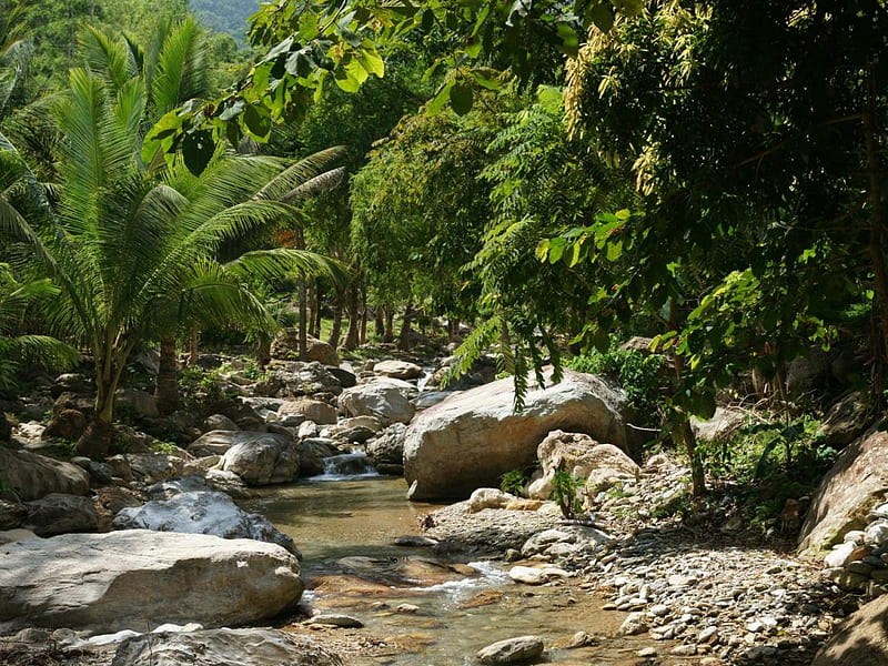 Scenic Tropical Nature, dense, stream, rocks, green, nature, foliage, HD wallpaper