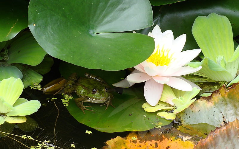 Welcome To My Home Pond Frog Water Plant Water Lily Amphibian
