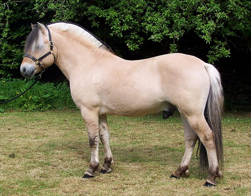 Fjord Horse, stallion, fjord, horse, animal, HD wallpaper
