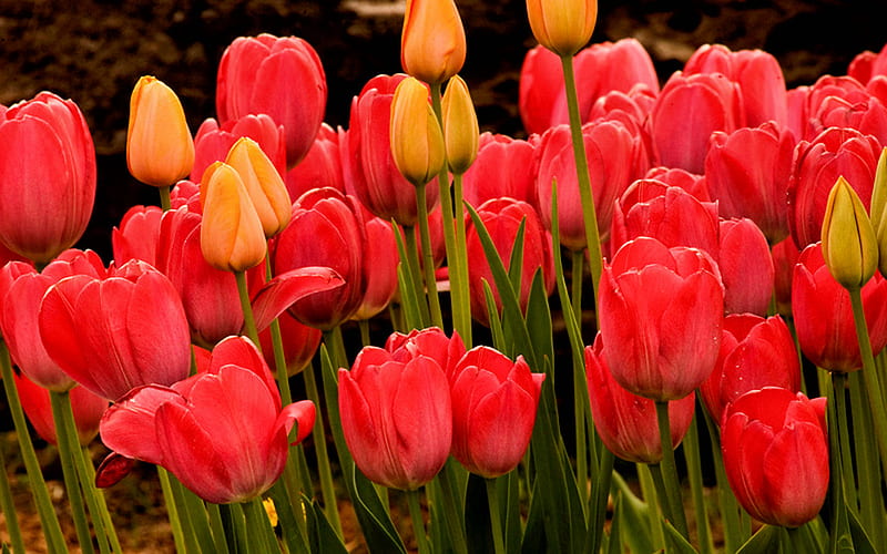 Tulipanes ..., rojo, precioso, colores, bonito, bonito, flores, naturaleza,  tulipanes, Fondo de pantalla HD | Peakpx