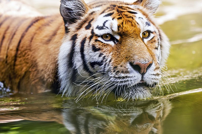 Tiger, head, predator, water, big cat, HD wallpaper | Peakpx