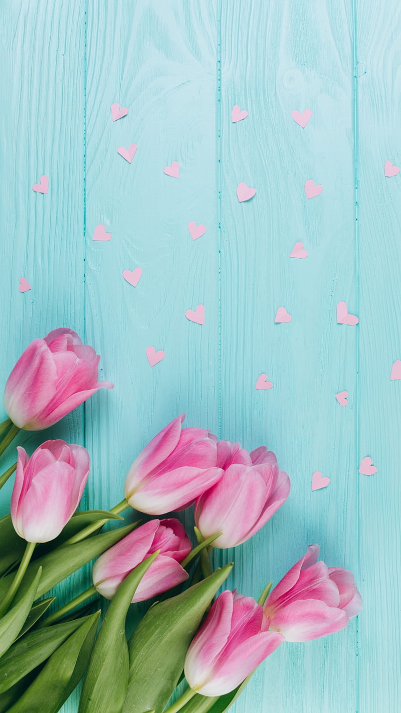 Pink tulips, blue wood, corazones, pink, season, spring, tulip, tulips, wood, wooden, HD phone wallpaper