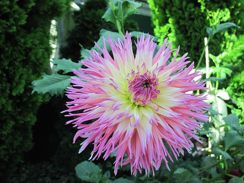 A Fine day at the Garden 31, graphy, green, flowers, yellow, pink, dahlia, HD wallpaper