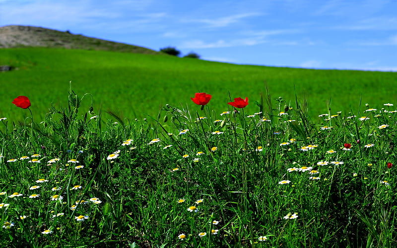 GREENFIELD BLOSSOMS, blossoms, hill, green, field, HD wallpaper