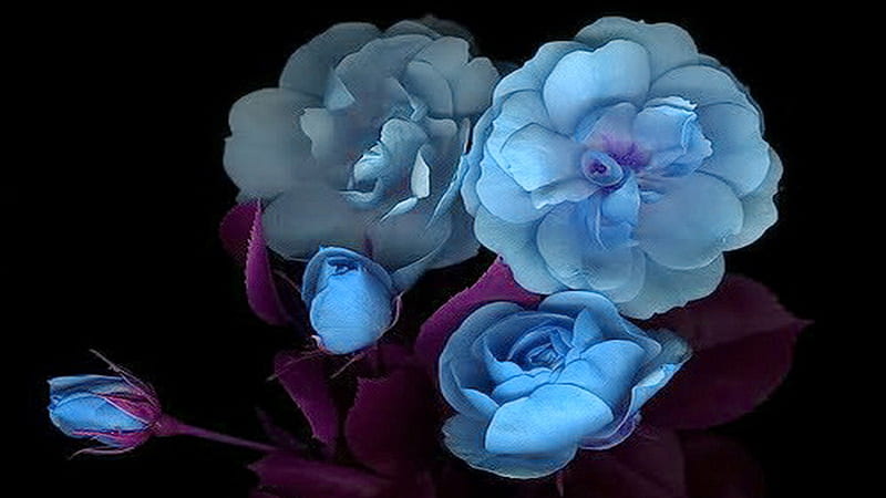 Rosas azules con tallos morados, morado, flores, naturaleza, rosas, azul,  Fondo de pantalla HD | Peakpx