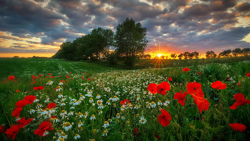 Poppy field at sunset, poppies, summer, sunset, clouds, sky, field, meadow, grass, camomile, wildflowers, HD wallpaper