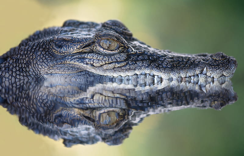 Reptiles, Crocodile, Reflection, predator (Animal), HD wallpaper