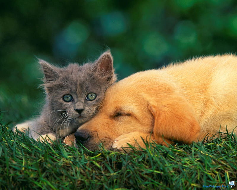 CUTE UNLIKELY,COMPANIONS, cute, plus, kitty, adorable, pup, HD wallpaper