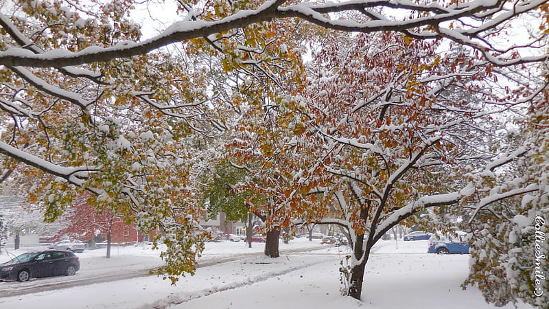 2nd Snowfall of Autumn 2019: Double Deja Vu, green, snow, Autumn, snowy, white, leaves, Trees, gold, Fa11, co1d, HD wallpaper