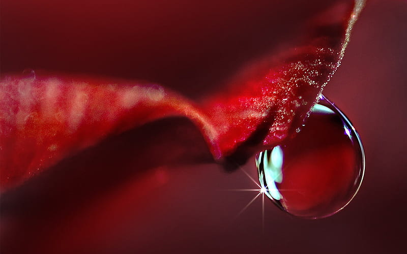 Sparkling Dewdrop on Flower Macro, HD wallpaper