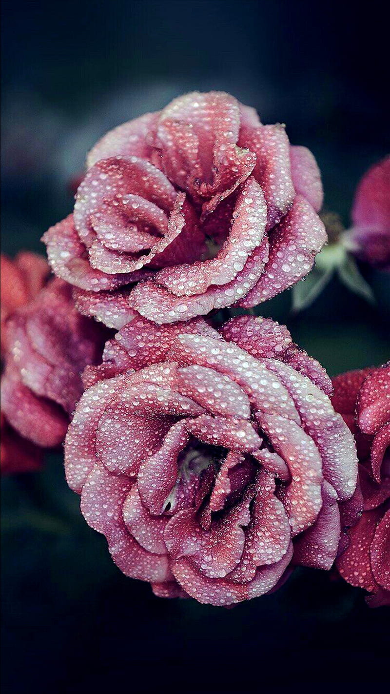 Pink roses, love, nature, waterdrops, HD phone wallpaper