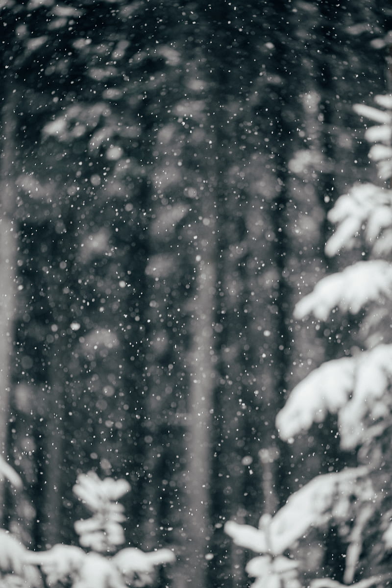 Snowfall, snow, winter, HD phone wallpaper | Peakpx