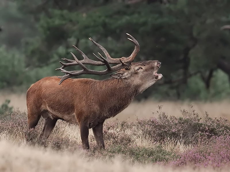 calling his girls, antlers, stag, the roar, HD wallpaper