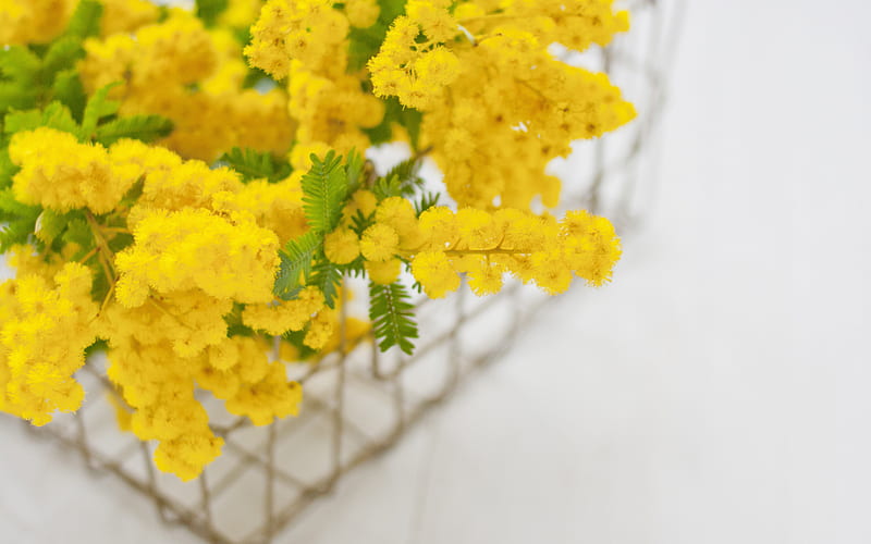 mimosa, yellow spring flowers, beautiful yellow flowers, mimosa branch, HD wallpaper