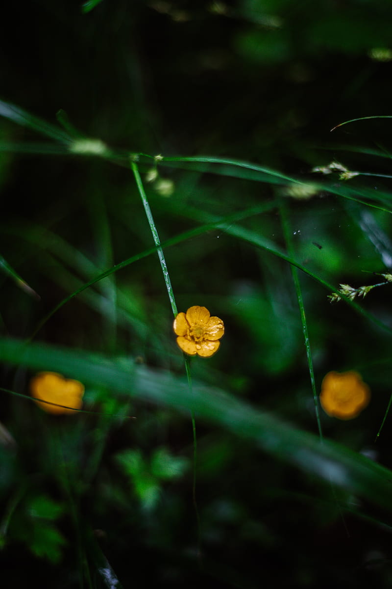 flowers, petals, yellow, grass, HD phone wallpaper