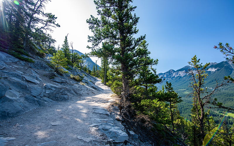 Up Tunnel Mountain - Banff, path, alberta, trees, canada, sky, HD wallpaper
