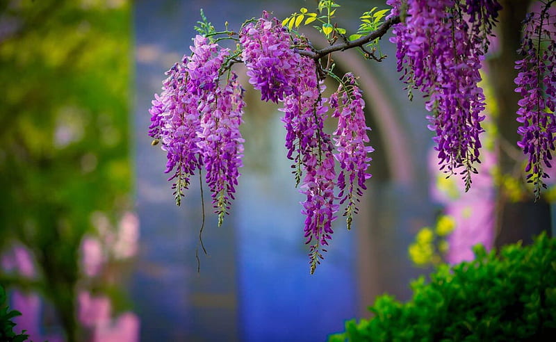 Purple Love, flower, tree, wonderful, purple, HD wallpaper