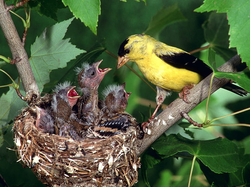 baby bird nest, mama, feeding, babies, bird, HD wallpaper