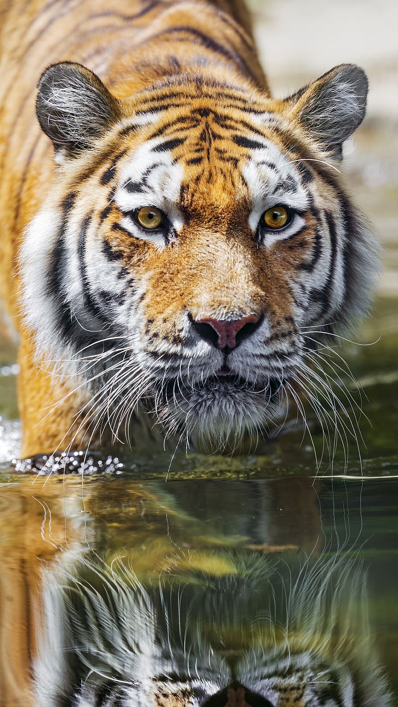 tiger, predator, reflection, head, wild, big cat, HD phone wallpaper