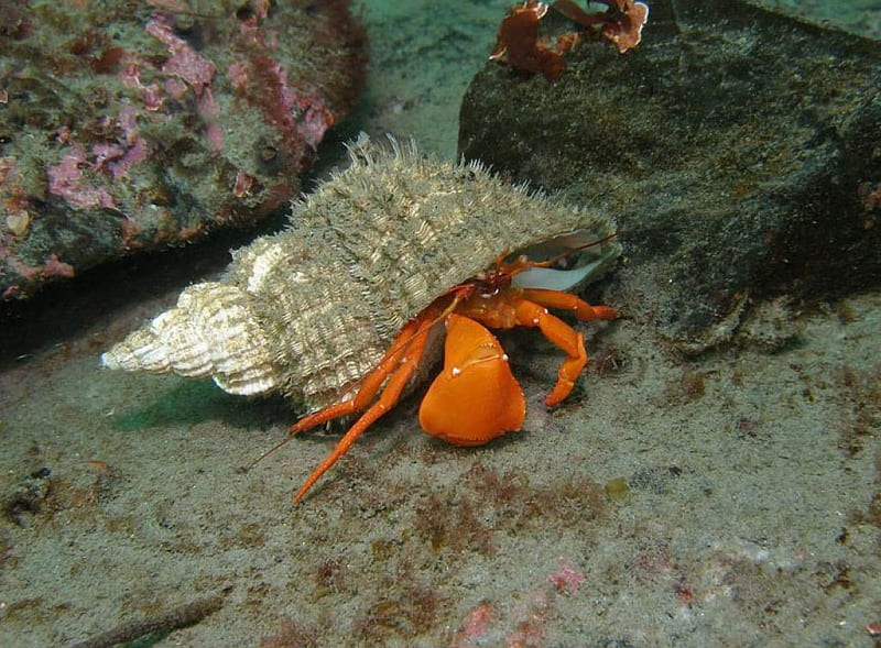 Hiding, uderwater, shell, rock, orange, ocean, summer, animal, crab, HD wallpaper