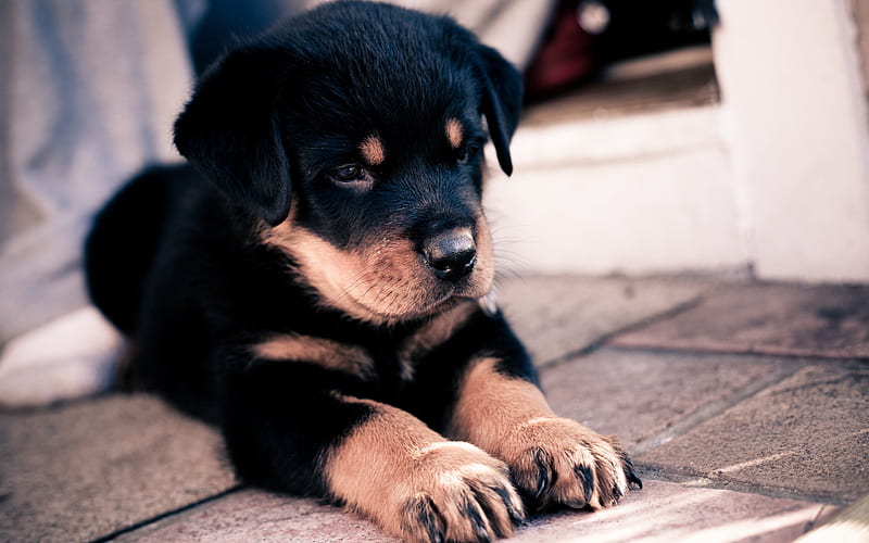 puppy, rottweiler, small dog, black puppy, cute animals, dogs, HD wallpaper