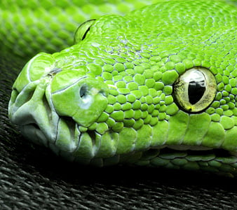 python, grün, schlange, HD-Hintergrundbild