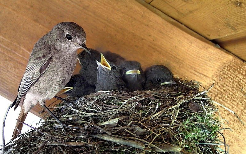 Baby Birds being Fed, feeding, nests, birds, babies, families, animals, HD wallpaper