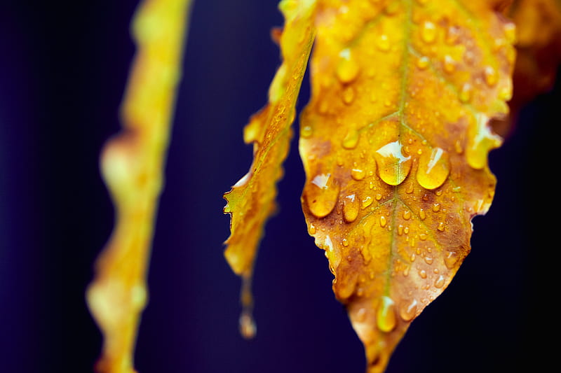leaf, drops, macro, water, HD wallpaper