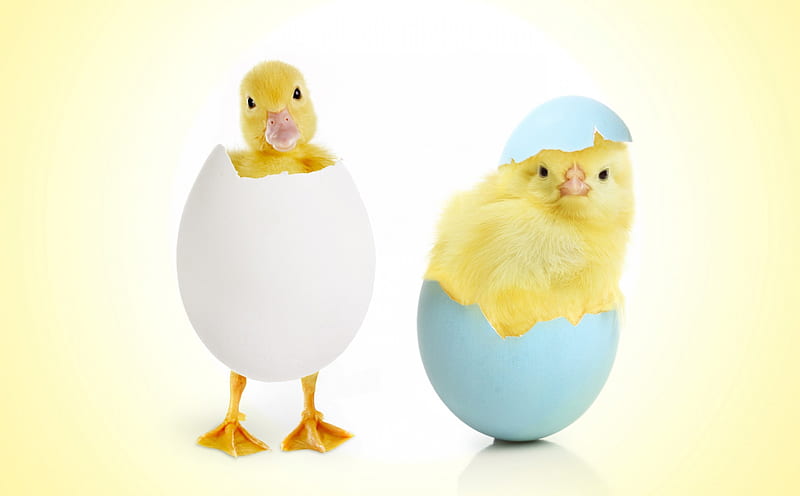 Happy Easter!, chicken, yellow, easter, cute, egg, funny, duckling, couple, blue, HD wallpaper
