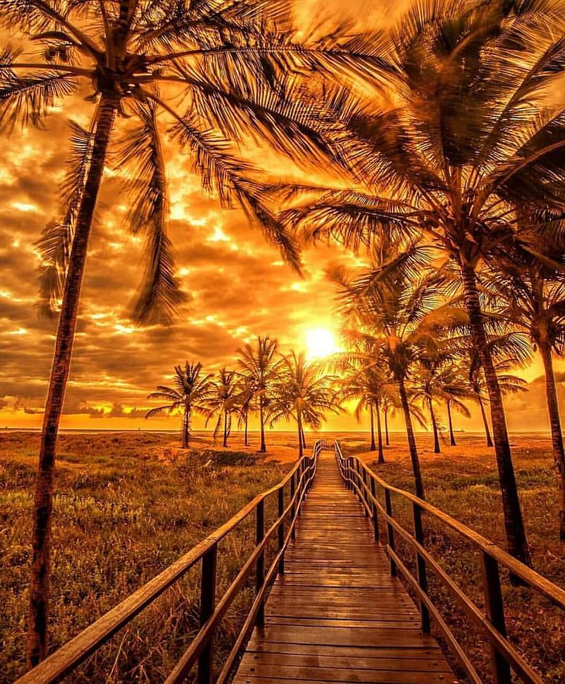 Golden summer, beach, bridge, golden, landscape, sand, sandy beach, sunset, sunsets, surf, trees, HD phone wallpaper