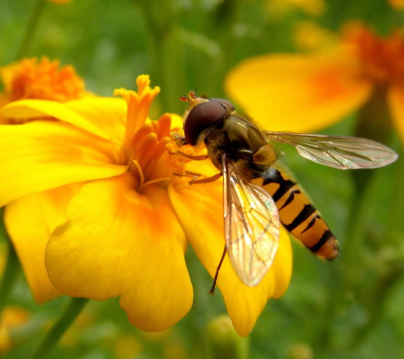 Bee, flower, nature, yellow, HD wallpaper