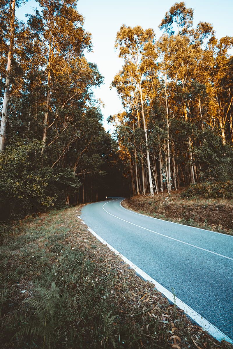 road, turn, trees, forest, HD phone wallpaper