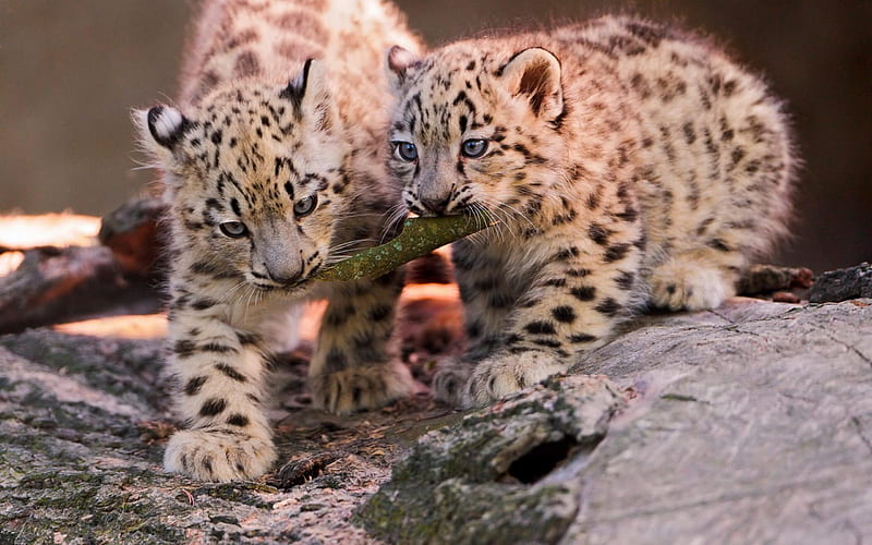 Leopard beauty-animal, HD wallpaper