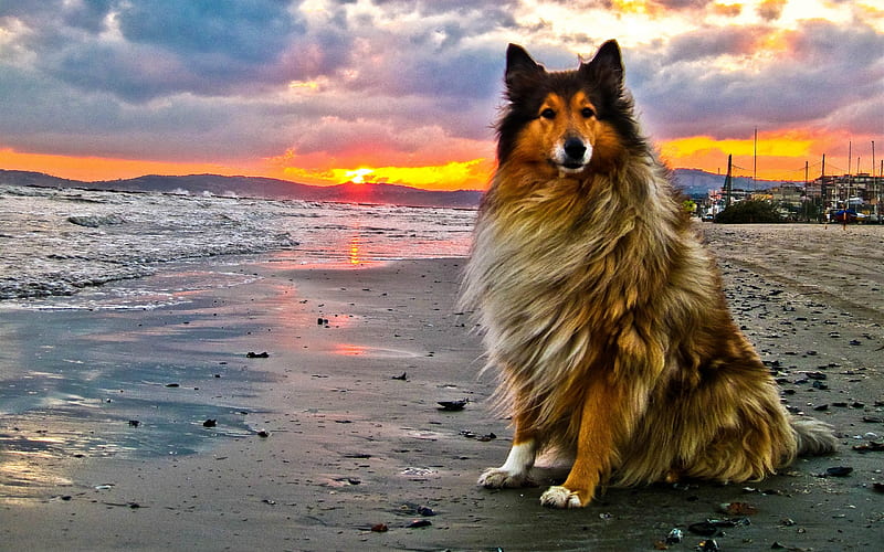 Waiting..., sun, sunset, nice, stones, gold countries, size, face, waterscape, hills, ocean, relax, ears, oceanscape, waves, hammer, canis, harbour, rays, seascape, white, king, cottage, bonito, superb, tide, sand, pup, puppy, animals, blue, horizon, yell, shell, day, nature, oceans, pretty, shore, orange, cabin, adorable, clouds, sweet, beach, splendor, beauty, evening, sunrise, reflection, dog, islands, , lovely, golden, black, sky, cute, paws, water, cool, beaches, waiting, feet, awesome, collie, hop, majesty, eyes, landscape, dogs, colorful, head, gray, animal, sea, canine, herding, hair, dog face, graphy, sunsets, amazing, nose view, colors, yellw, peaceful, harbor, coast, reflux, HD wallpaper