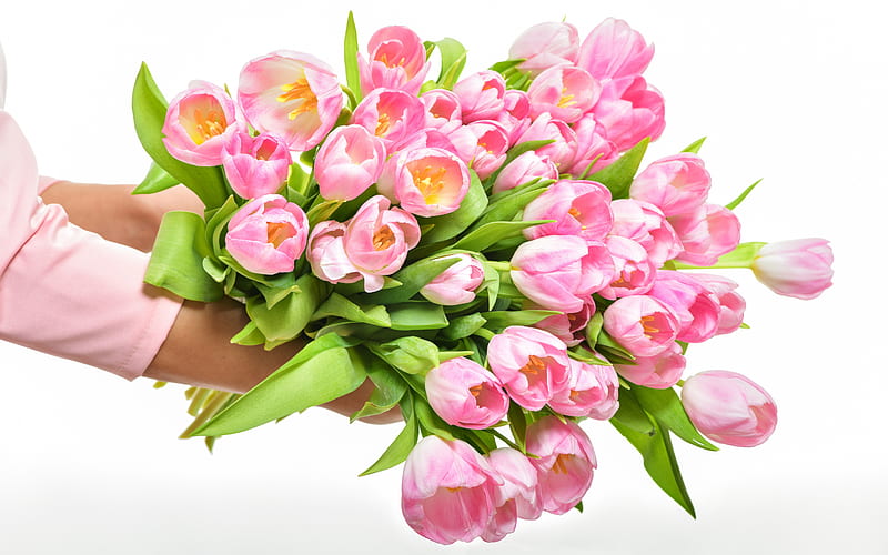 pink tulips, big bouquet in hands, tulips, spring pink flowers, flowers in hands, HD wallpaper